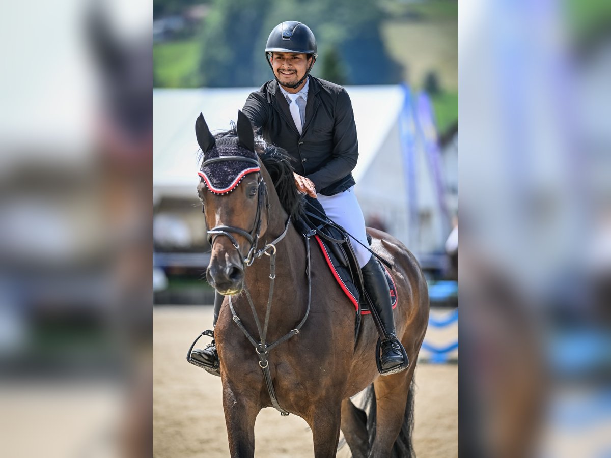 Koń oldenburski Klacz 5 lat 171 cm Ciemnogniada in Regensdorf