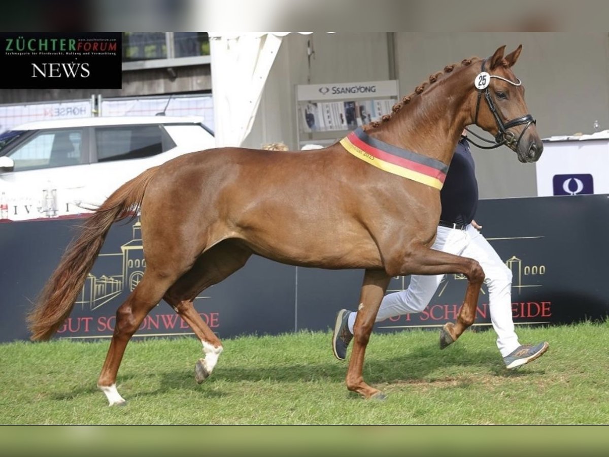 Koń oldenburski Klacz 5 lat 171 cm Ciemnokasztanowata in Barver