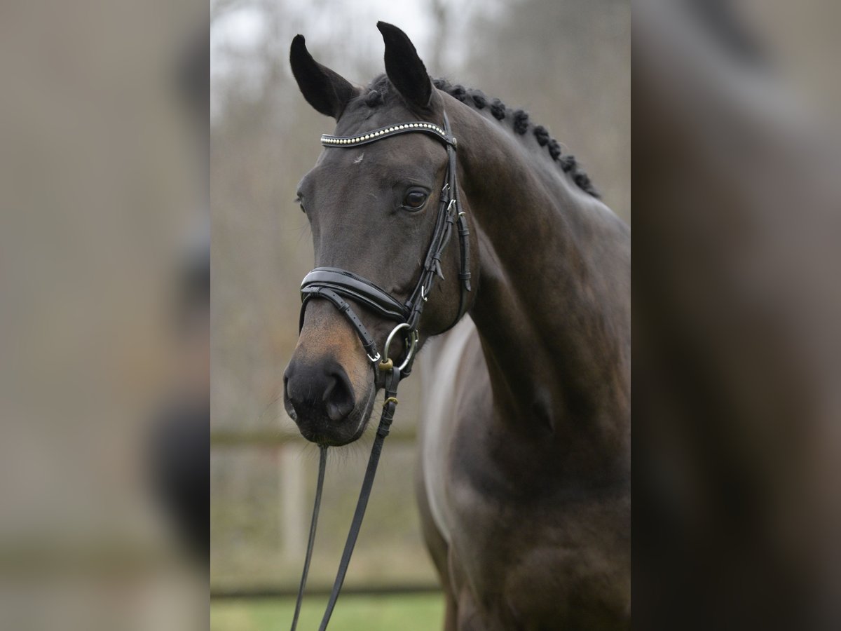 Koń oldenburski Klacz 5 lat 173 cm Ciemnogniada in Sassenberg