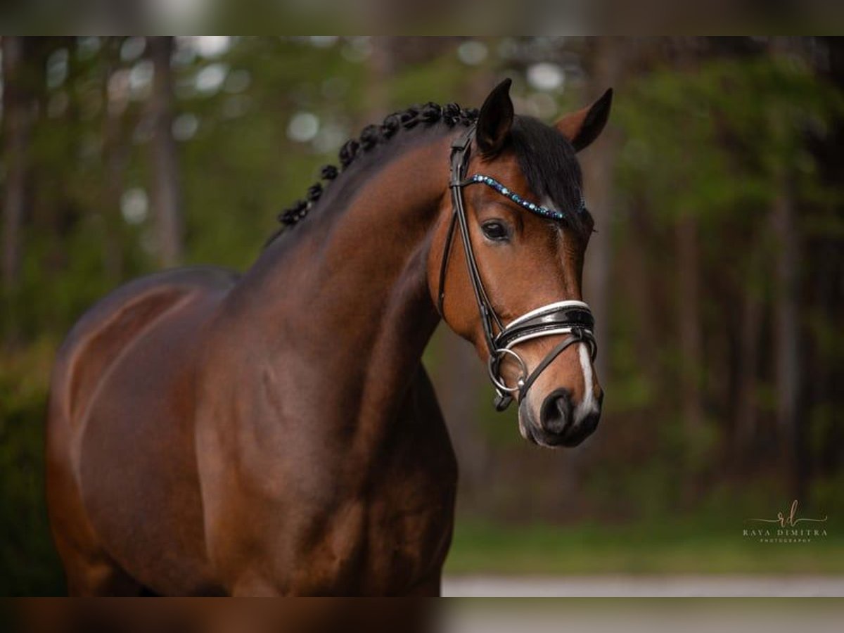 Koń oldenburski Klacz 5 lat 173 cm Gniada in Leer (Ostfriesland) Koń oldenburski Klacz 5 lat 173 cm Gniada in Leer (Ostfriesland)