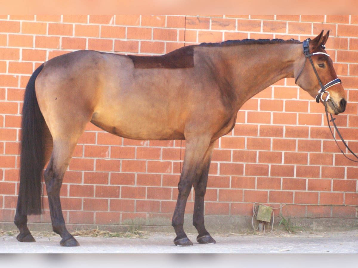 Koń oldenburski Klacz 5 lat 174 cm Gniada in Fintel