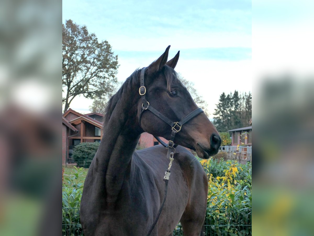 Koń oldenburski Klacz 5 lat 175 cm Ciemnogniada in Cappeln (Oldenburg)