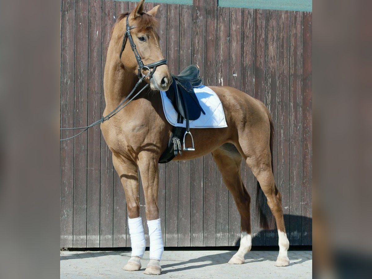 Koń oldenburski Klacz 5 lat 176 cm Kasztanowata in Wiesenfelden
