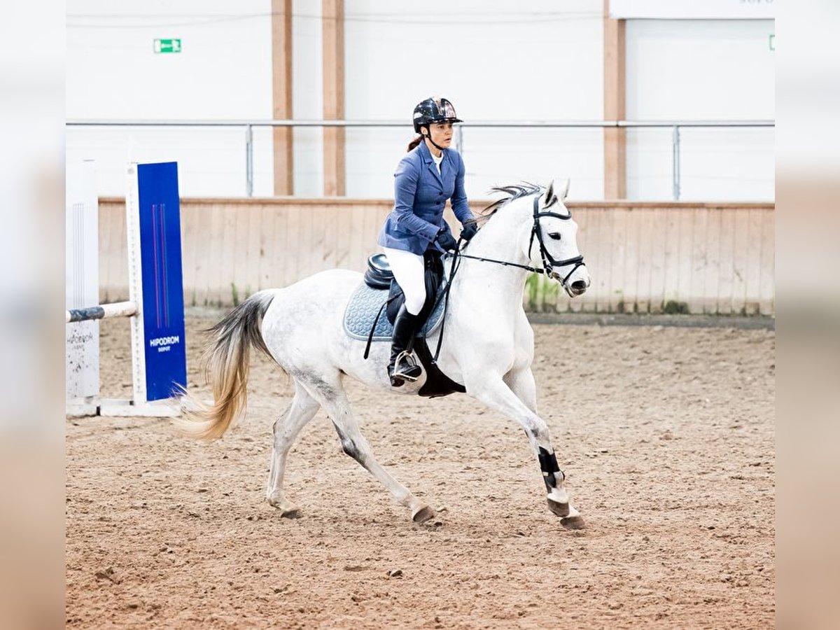 Koń oldenburski Klacz 6 lat 159 cm Siwa in Wysin