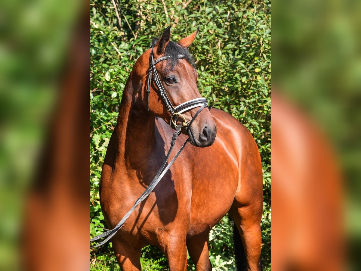 Koń oldenburski Klacz 6 lat 163 cm Gniada in Hepstedt