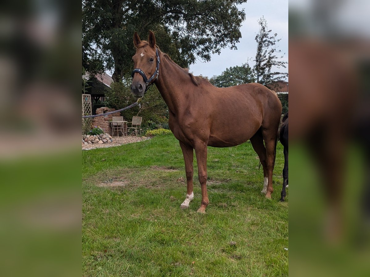 Koń oldenburski Klacz 6 lat 165 cm Kasztanowata in Ihlow