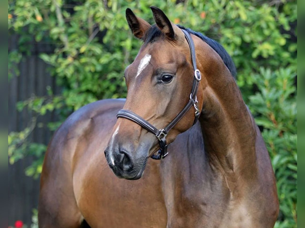Koń oldenburski Klacz 6 lat 167 cm Ciemnogniada in Homberg (Ohm)