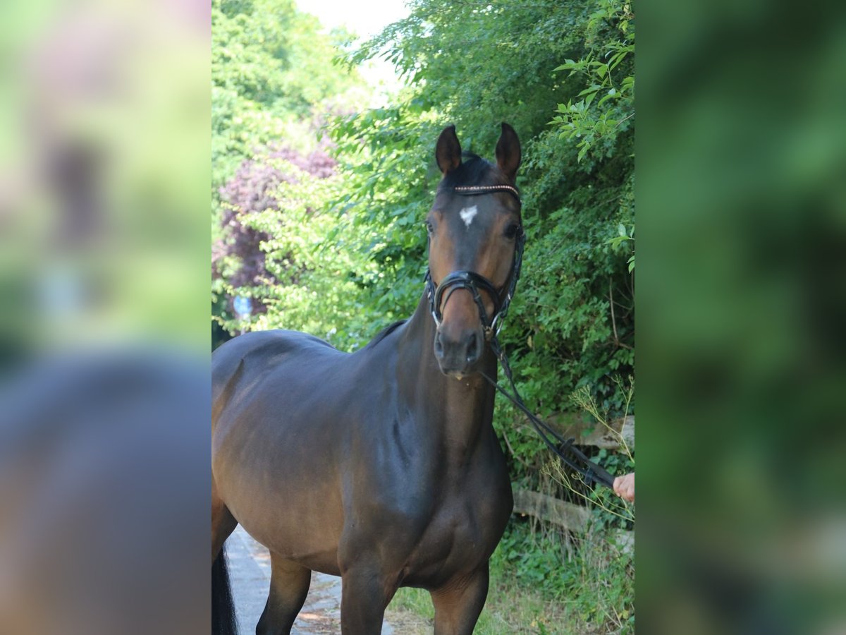 Koń oldenburski Klacz 6 lat 167 cm Gniada in Sprockhövel