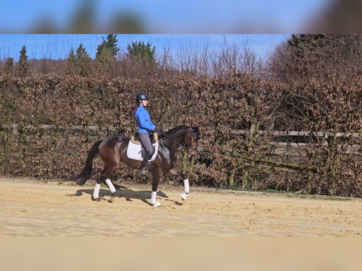 Koń oldenburski Klacz 6 lat 167 cm Gniada in Sprockhövel