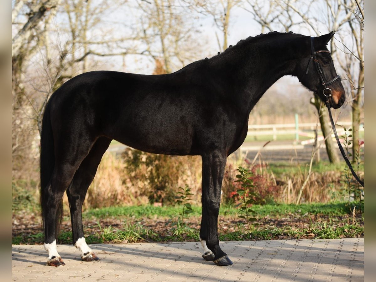 Koń oldenburski Klacz 6 lat 170 cm Ciemnogniada in Gyula