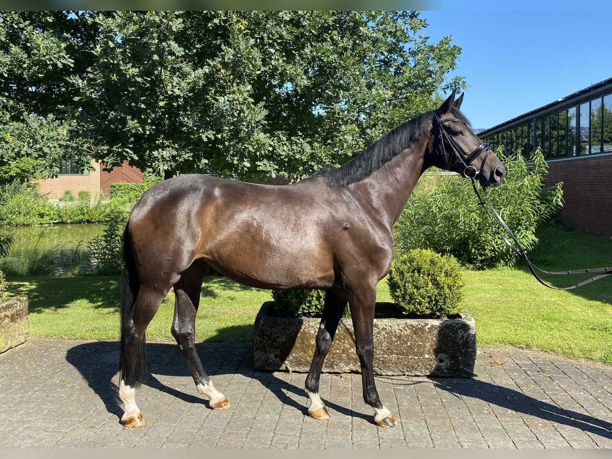 Koń oldenburski Klacz 6 lat 170 cm Ciemnogniada in Altenberge