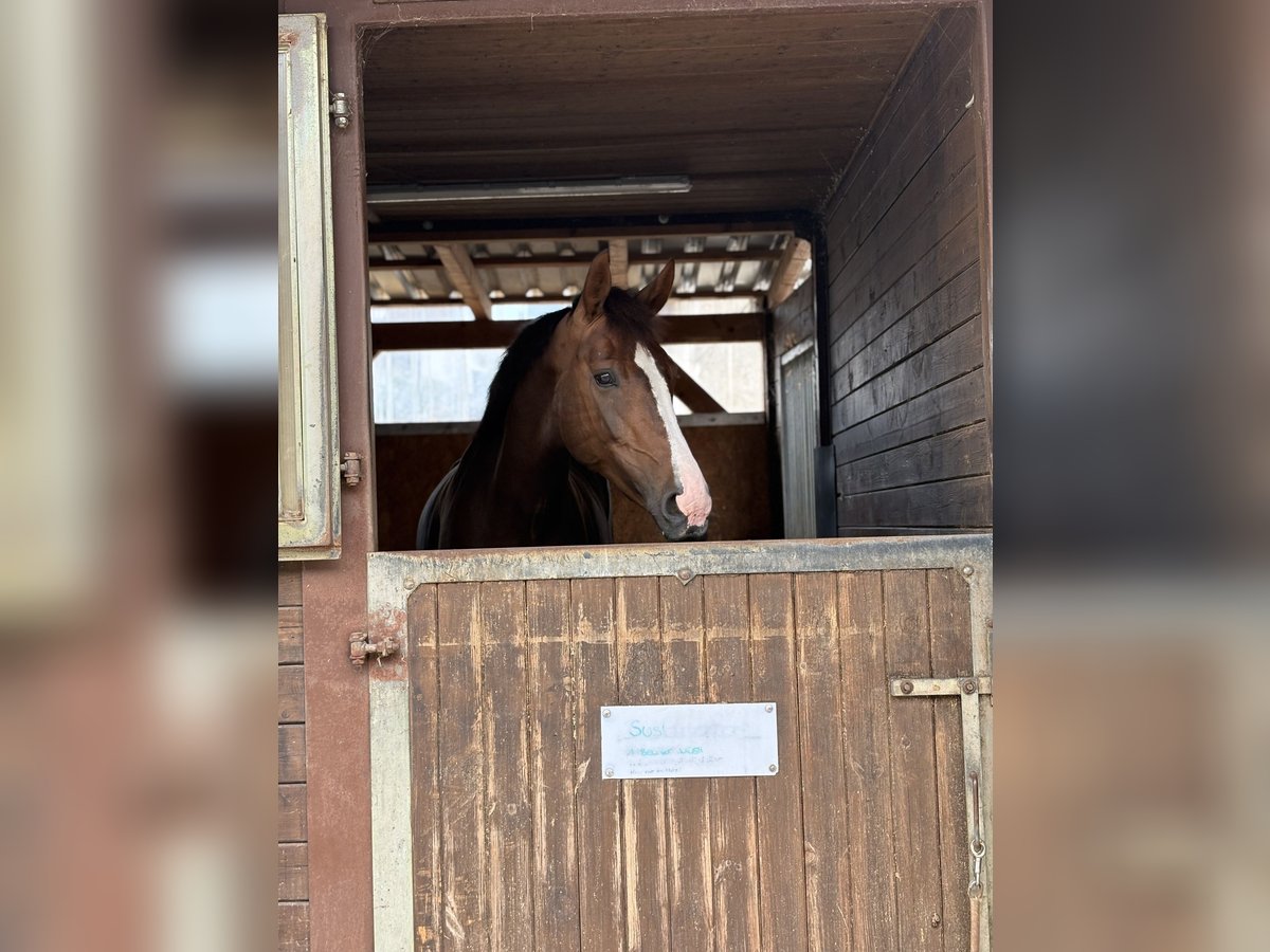 Koń oldenburski Klacz 6 lat 170 cm Ciemnokasztanowata in Remlingen