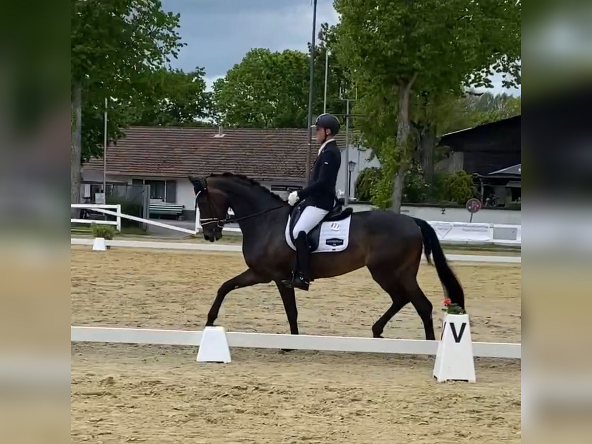 Koń oldenburski Klacz 6 lat 171 cm Ciemnogniada in Eschweiler