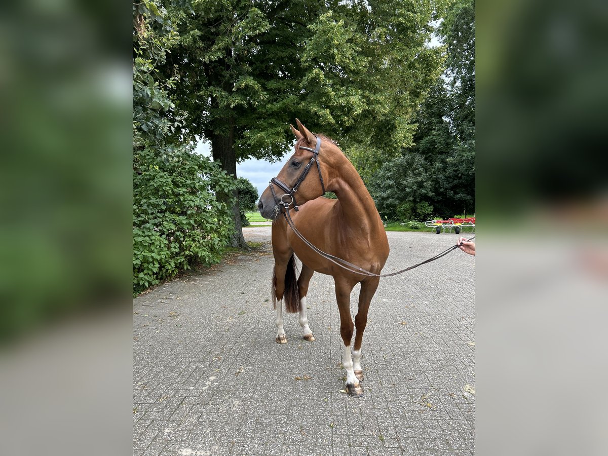 Koń oldenburski Klacz 6 lat 172 cm Ciemnokasztanowata in Ganderkesee