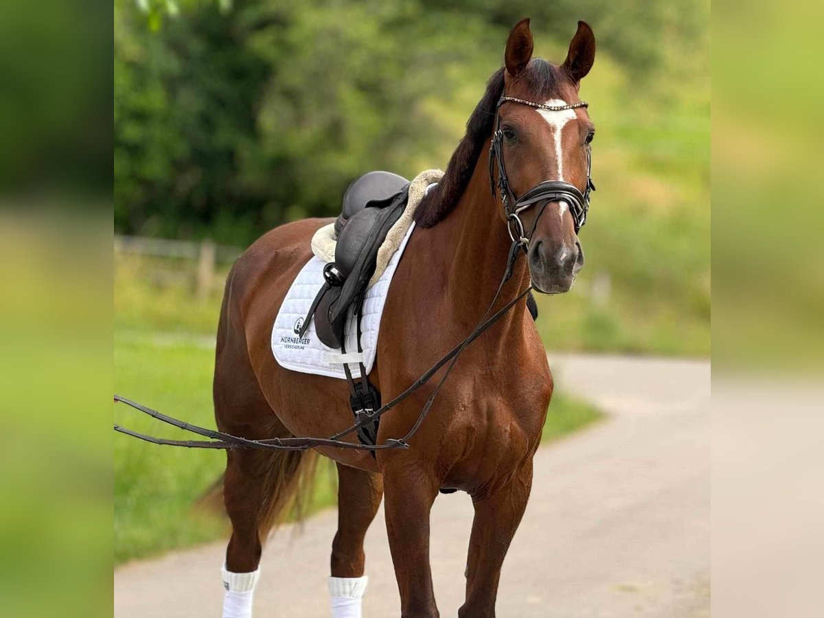 Koń oldenburski Klacz 6 lat 172 cm Ciemnokasztanowata in Saarbrücken