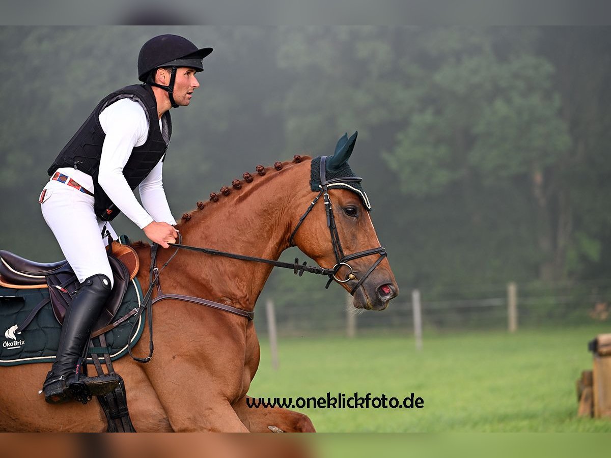 Koń oldenburski Klacz 6 lat 172 cm Kasztanowata in Büttelborn