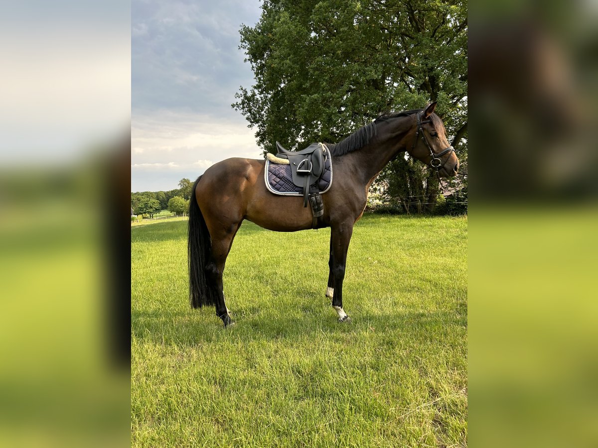 Koń oldenburski Klacz 6 lat 175 cm Ciemnogniada in Uelsen