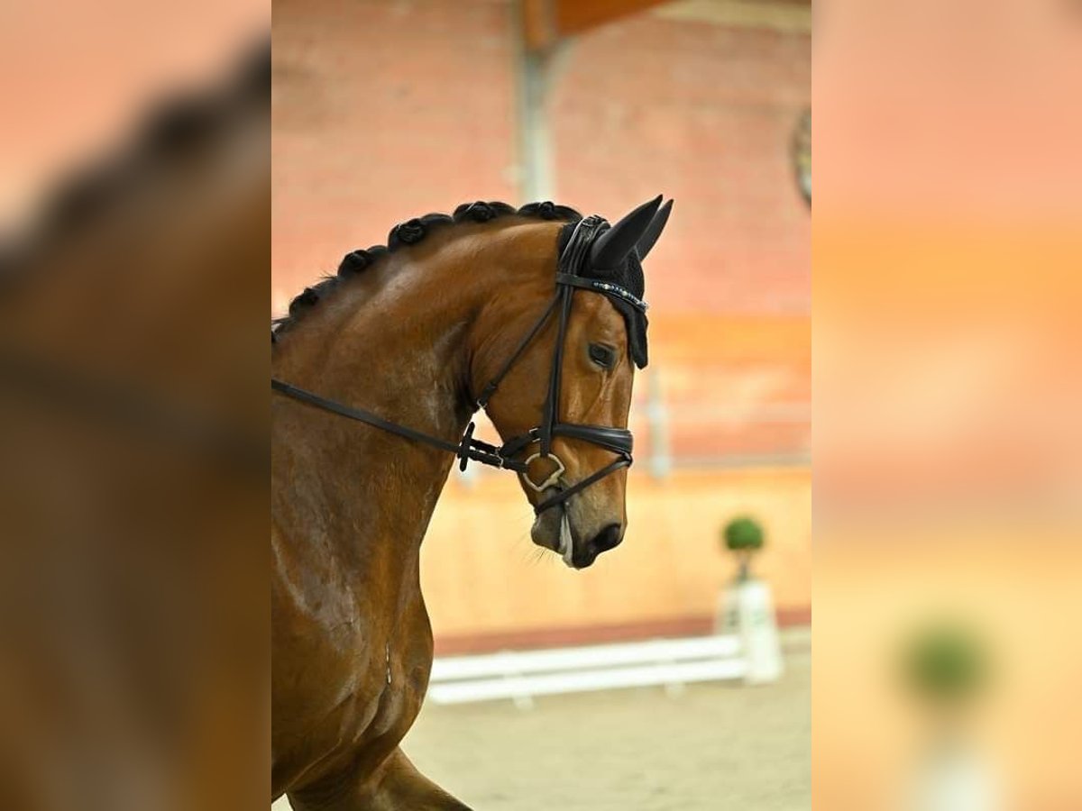 Koń oldenburski Klacz 6 lat 175 cm Gniada in Blunk