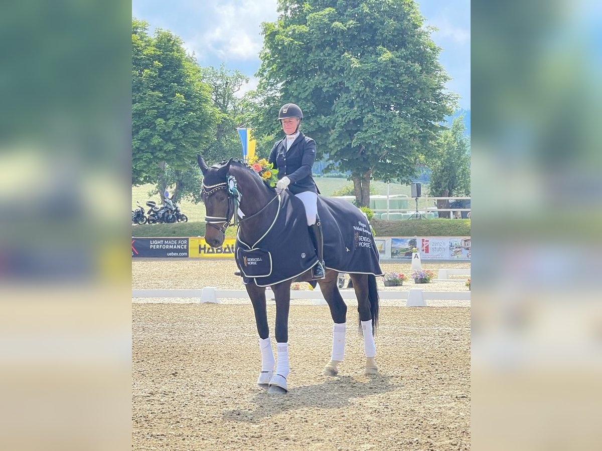 Koń oldenburski Klacz 6 lat 176 cm Ciemnogniada in Roth / Heubühl