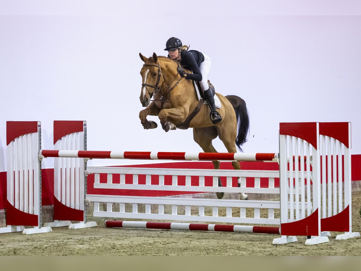 Koń oldenburski Klacz 7 lat 163 cm Cremello in Waddinxveen