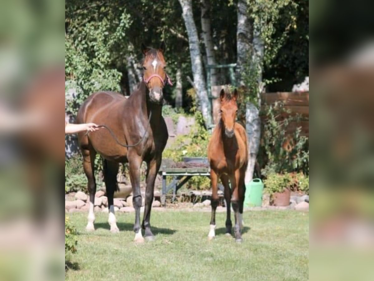 Koń oldenburski Klacz 7 lat 164 cm Gniada in Ihlow