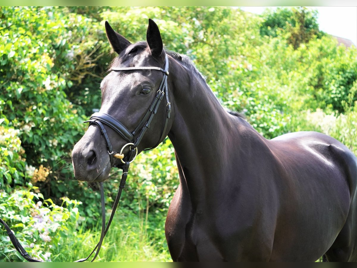 Koń oldenburski Klacz 7 lat 164 cm Kara in Rohrlack