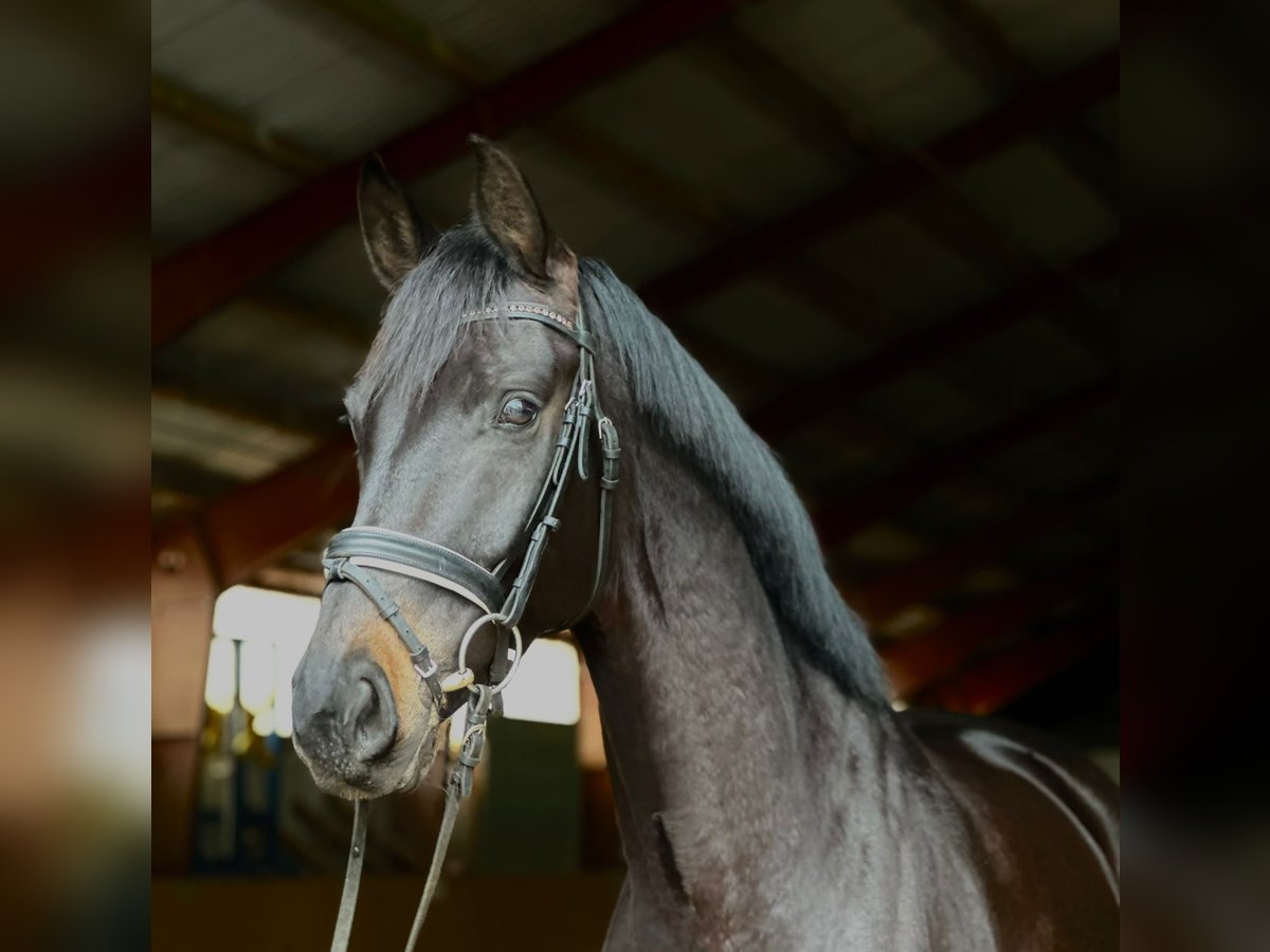 Koń oldenburski Klacz 7 lat 165 cm Kara in Kietz