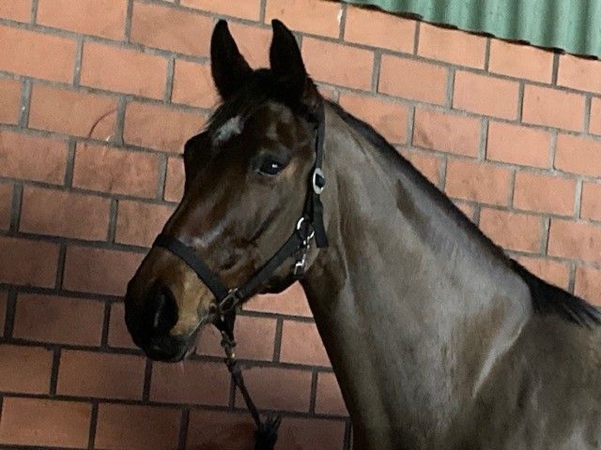 Koń oldenburski Klacz 7 lat 166 cm Ciemnogniada in Dörpen