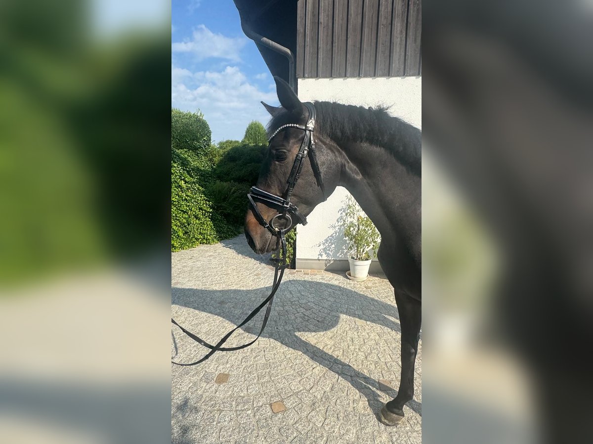 Koń oldenburski Klacz 7 lat 167 cm Ciemnogniada in Sch&#xF6;nenberg