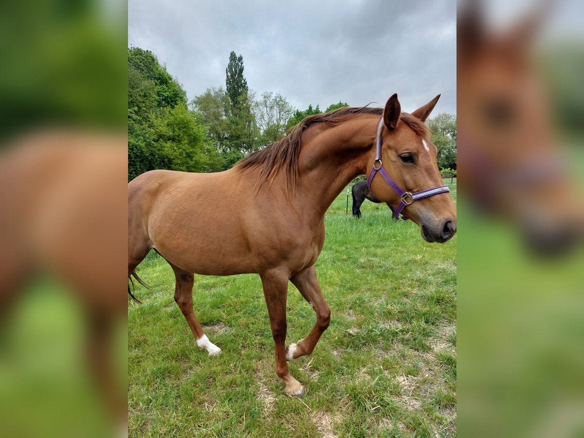 Koń oldenburski Klacz 7 lat 168 cm Kasztanowata in Winsen (Luhe)