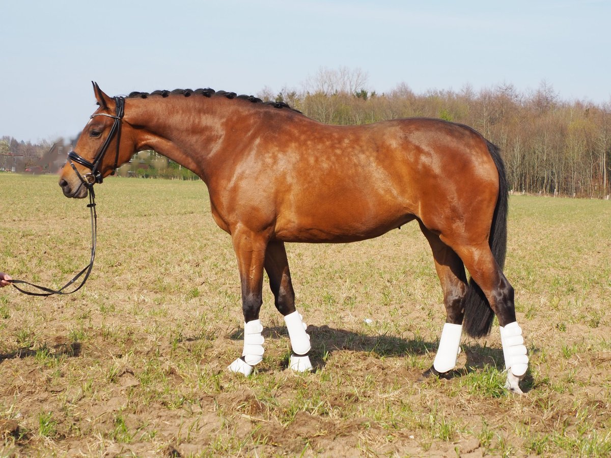 Koń oldenburski Klacz 7 lat 169 cm Gniada in Bramsche