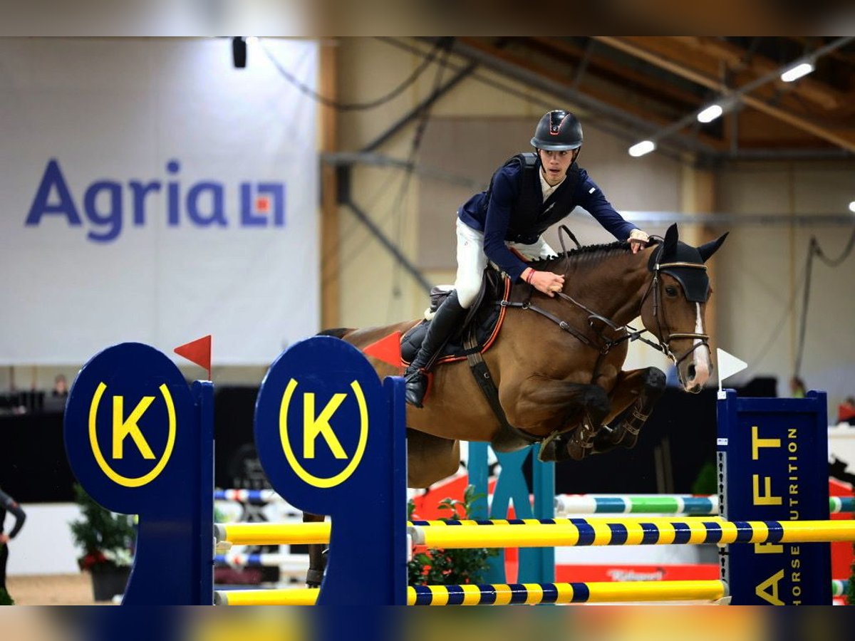 Koń oldenburski Klacz 7 lat 170 cm Ciemnogniada in Link&#xF6;ping