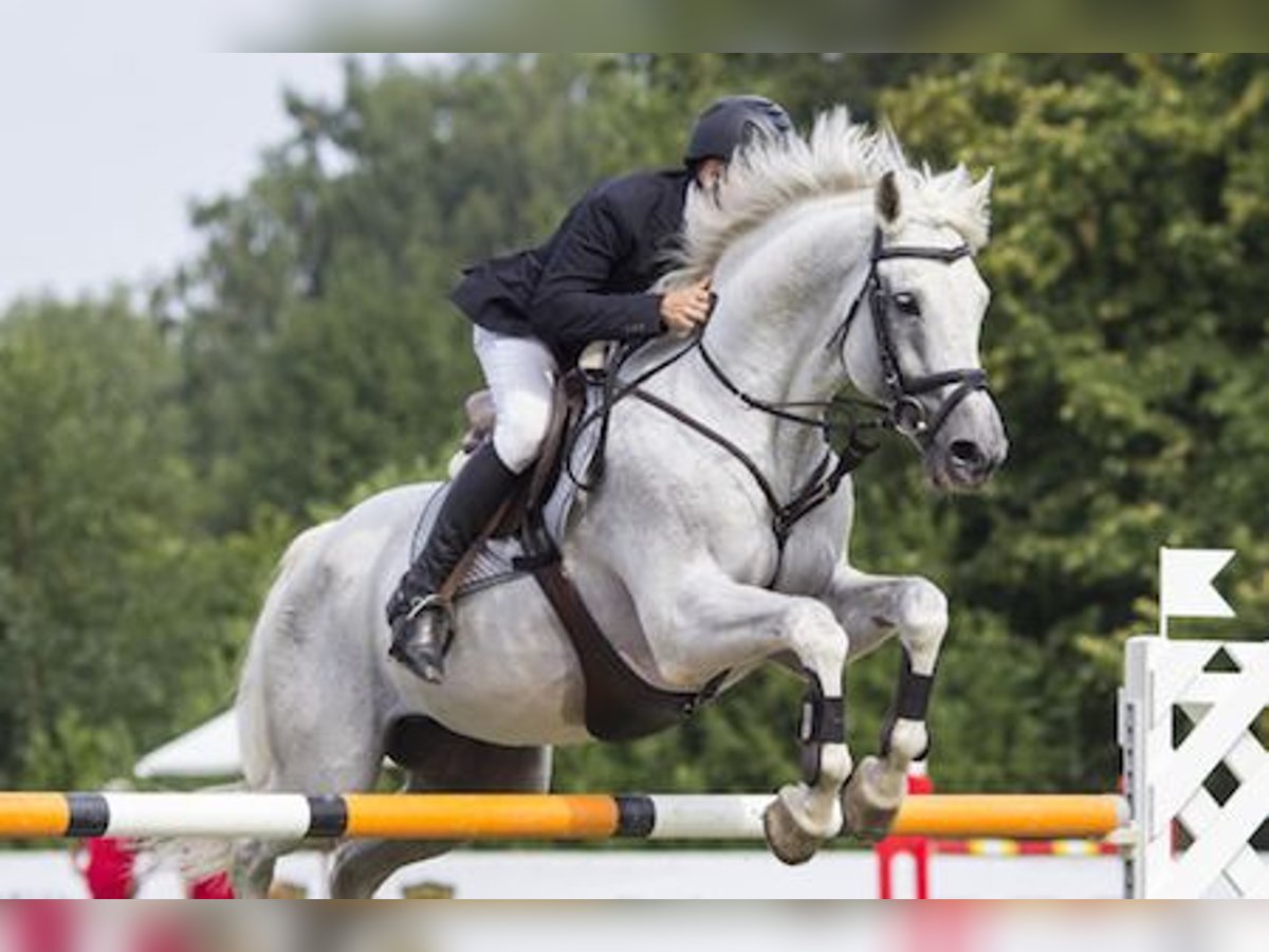 Koń oldenburski Klacz 7 lat 170 cm Siwa in Freiburg im Breisgau