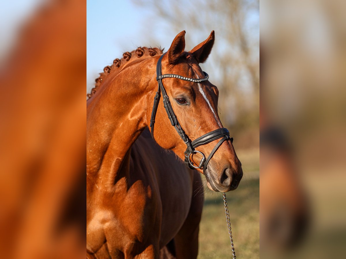 Koń oldenburski Klacz 7 lat 172 cm Kasztanowata in B&#xFC;ttelborn