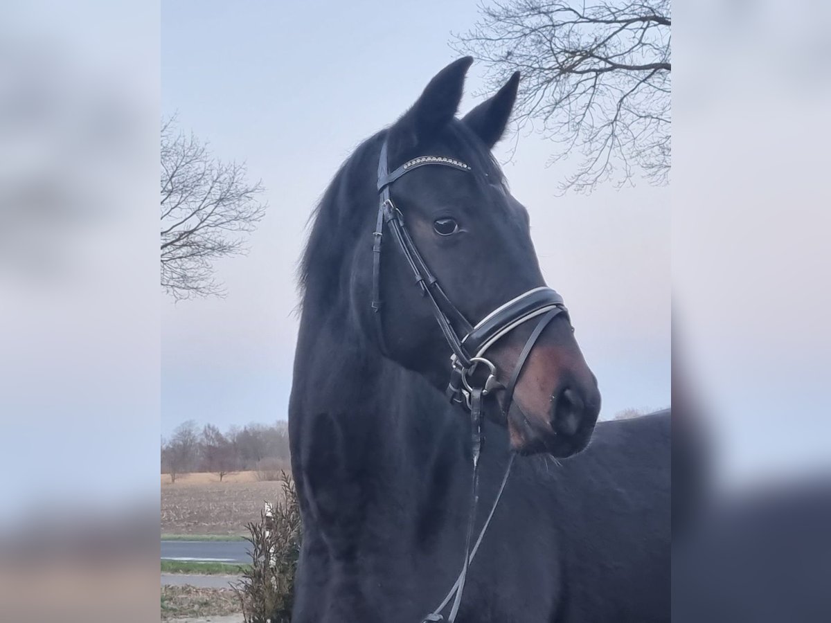 Koń oldenburski Klacz 7 lat 172 cm Skarogniada in Walchum