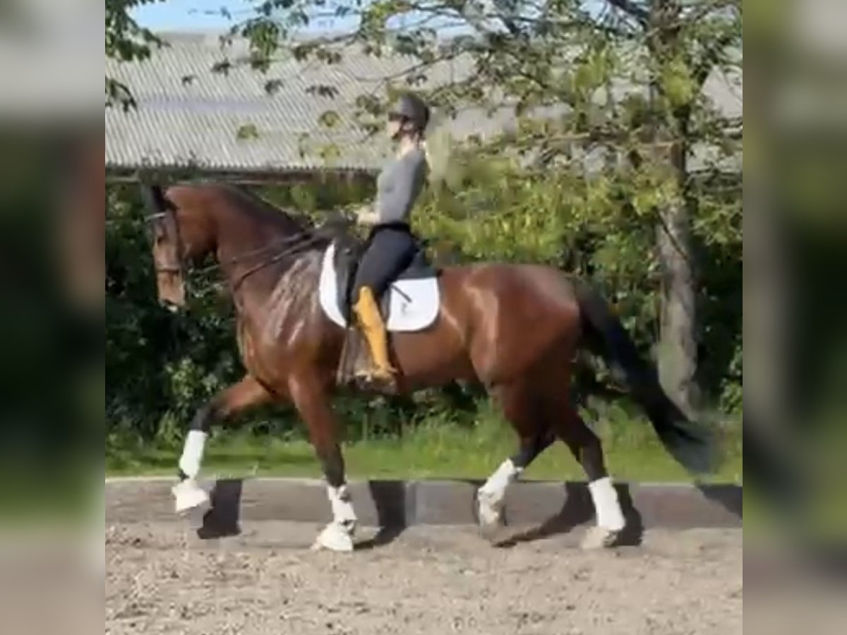 Koń oldenburski Klacz 7 lat 178 cm Gniada in Neuss