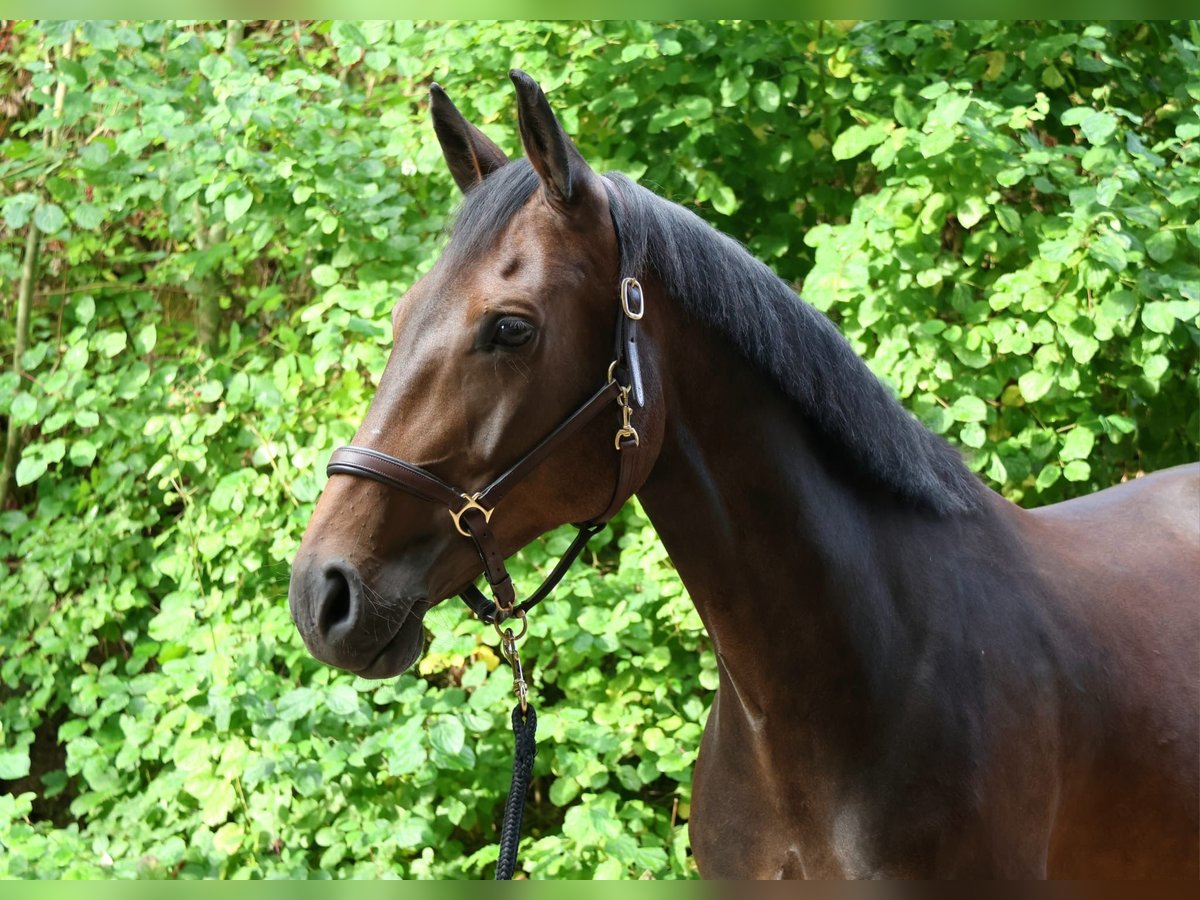 Koń oldenburski Klacz 8 lat 163 cm Ciemnogniada in Idstein