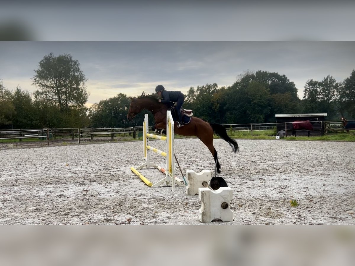 Koń oldenburski Klacz 8 lat 166 cm Gniada in Warendorf