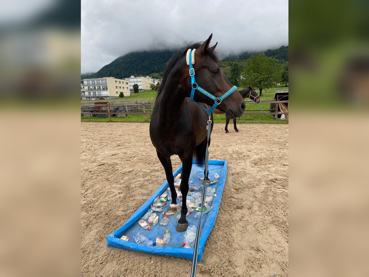 Koń oldenburski Klacz 8 lat 168 cm Ciemnogniada in Sennwald