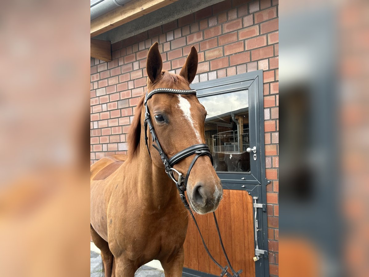 Koń oldenburski Klacz 8 lat 170 cm Kasztanowata in Gägelow