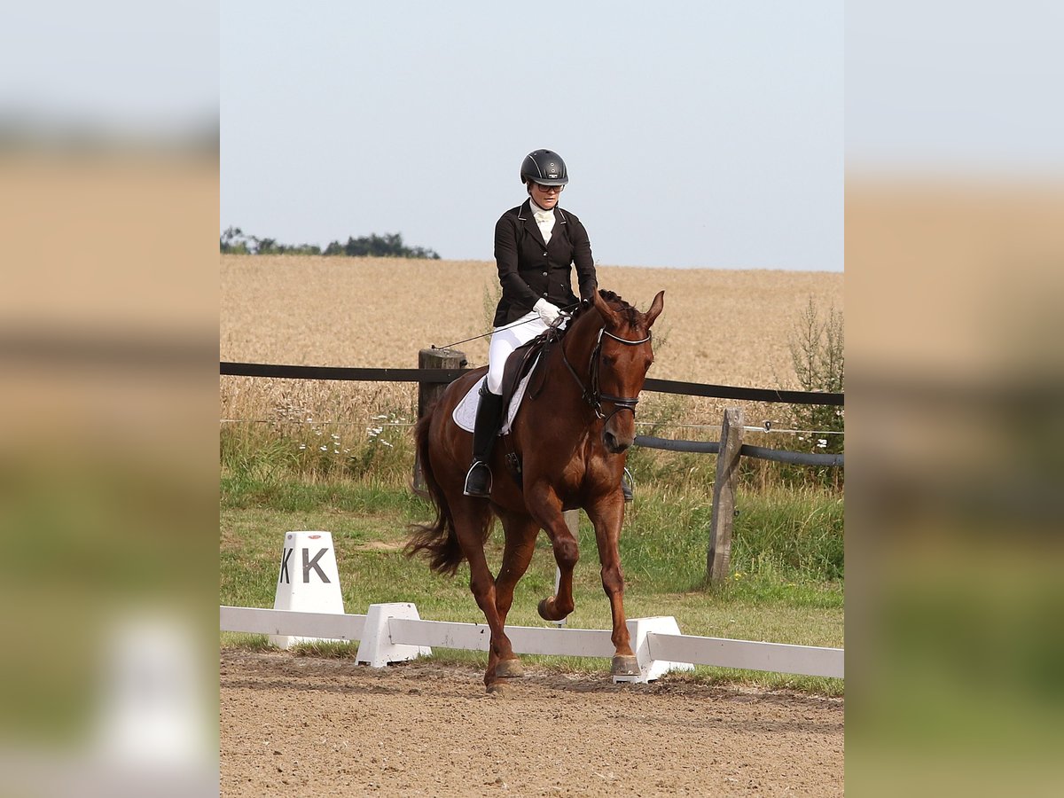 Koń oldenburski Klacz 8 lat 172 cm Ciemnokasztanowata in Lohne (Oldenburg)