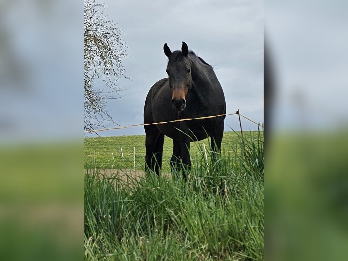 Koń oldenburski Klacz 8 lat 176 cm Ciemnogniada in Isny im Allg&#xE4;u
