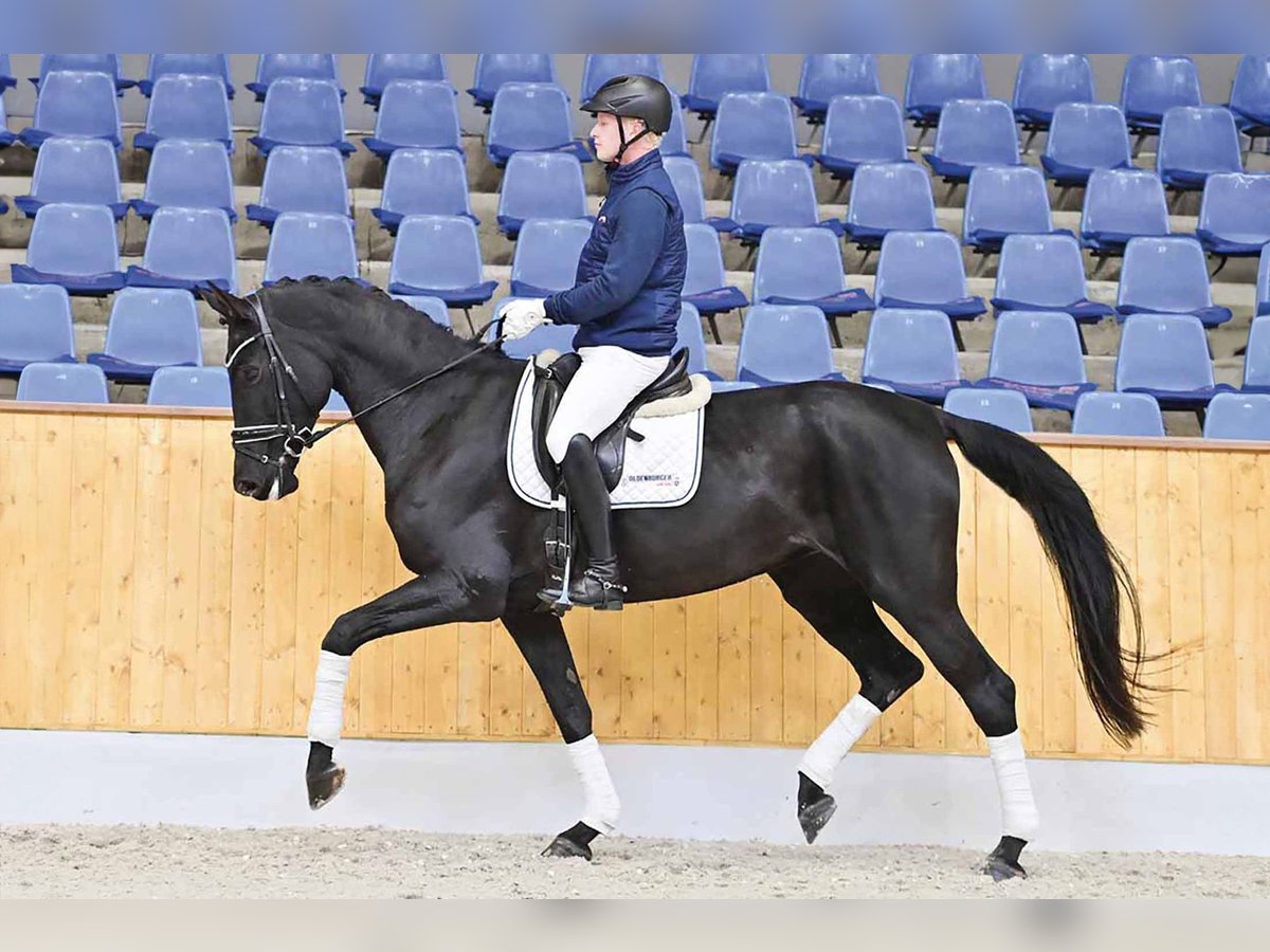 Koń oldenburski Klacz 8 lat 177 cm Kara in Wysin