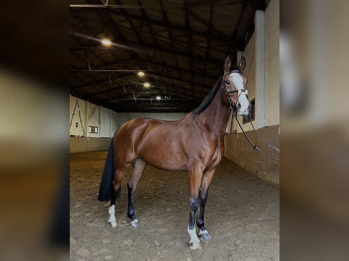 Koń oldenburski Klacz 9 lat 160 cm Gniada in Ribnitz-Damgarten