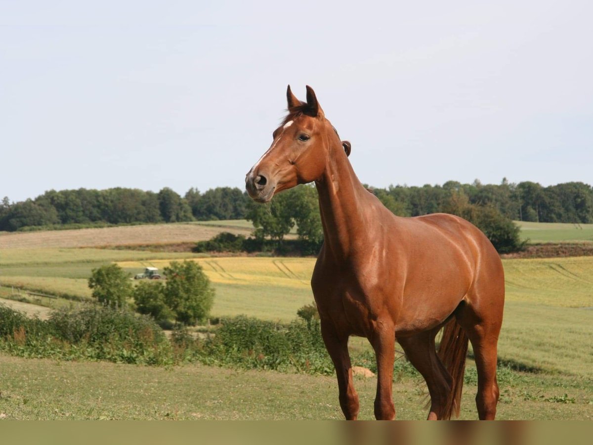 Koń oldenburski Klacz 9 lat 161 cm Kasztanowata in Zell