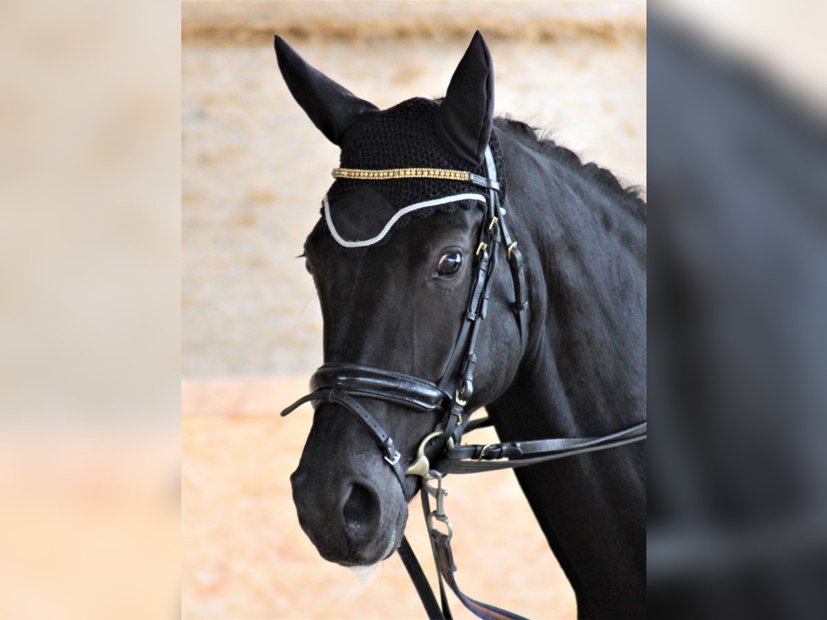 Koń oldenburski Klacz 9 lat 162 cm Kara in Hünfeld