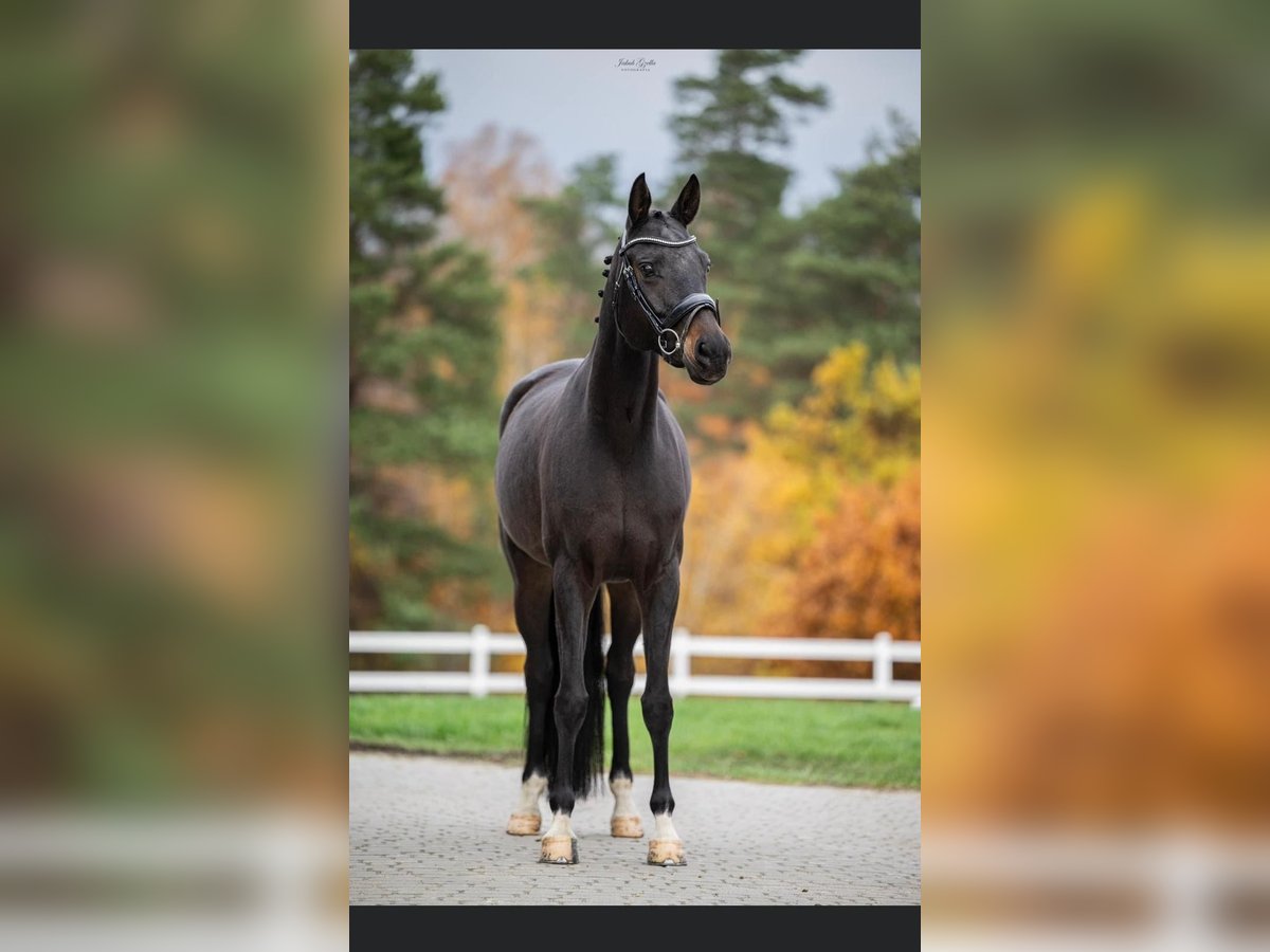 Koń oldenburski Klacz 9 lat 165 cm Ciemnogniada in Danzig