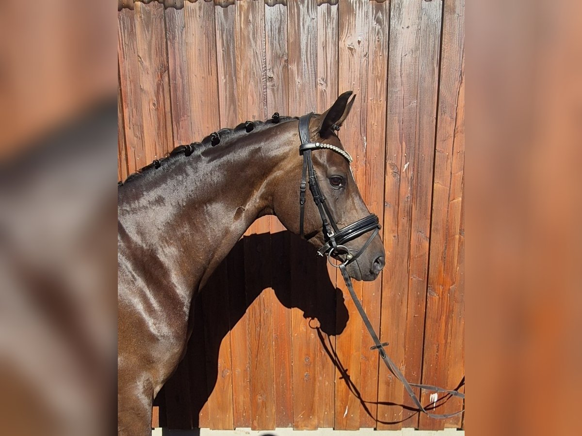 Koń oldenburski Klacz 9 lat 166 cm Ciemnogniada in Stoetze