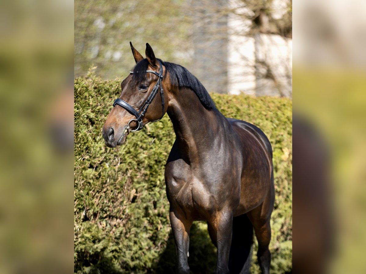 Koń oldenburski Klacz 9 lat 168 cm Ciemnogniada in Pelmberg