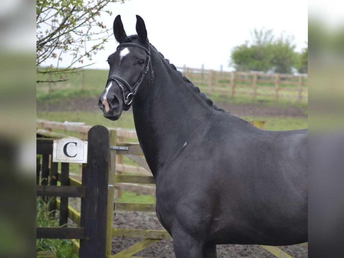 Koń oldenburski Klacz 9 lat 168 cm Kara in Harrogate